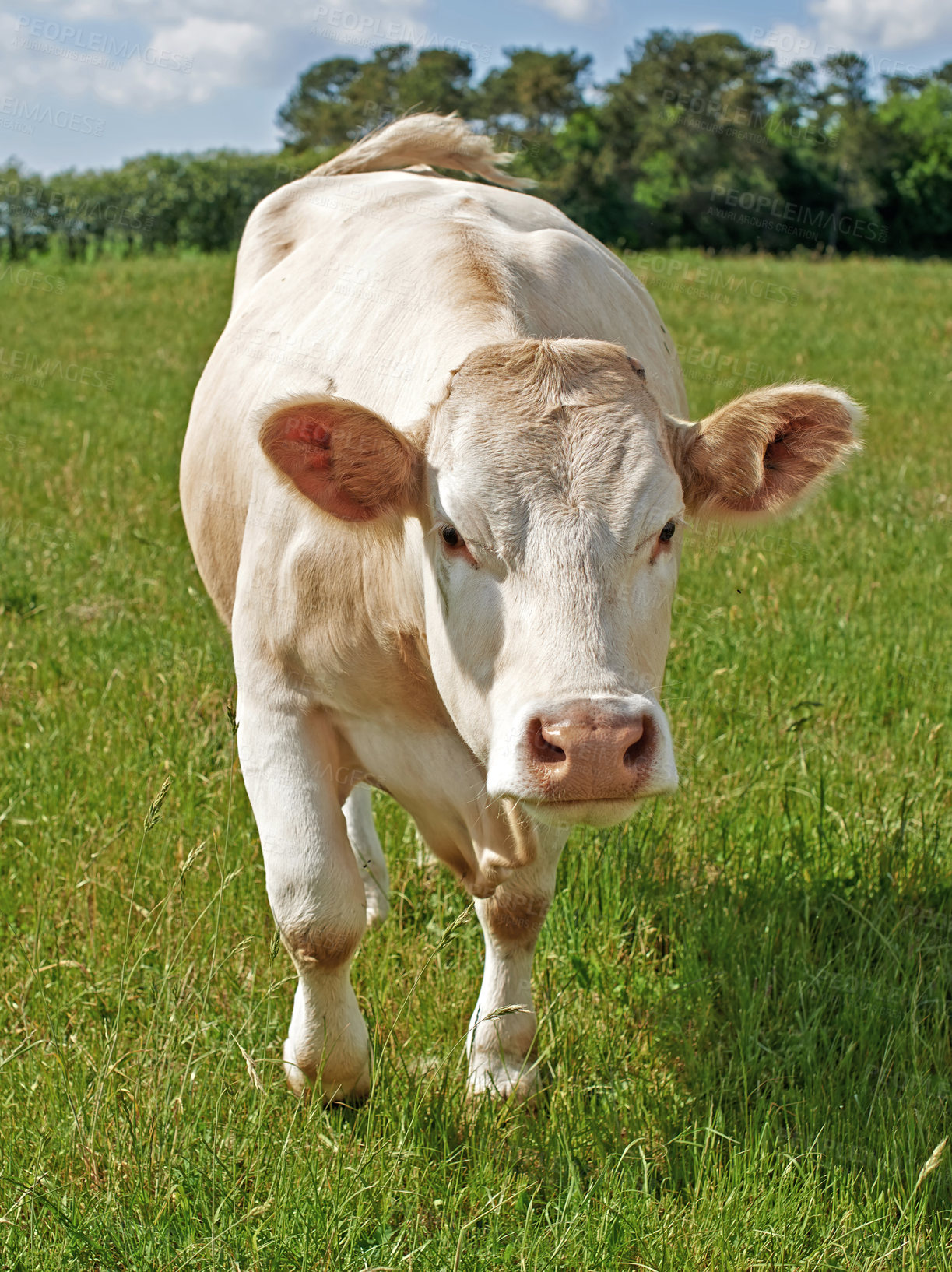 Buy stock photo Agriculture, grass and portrait of cow on farm for sustainability, milk production and livestock. Growth, summer and ecology with animal in countryside field for cattle industry and beef farming