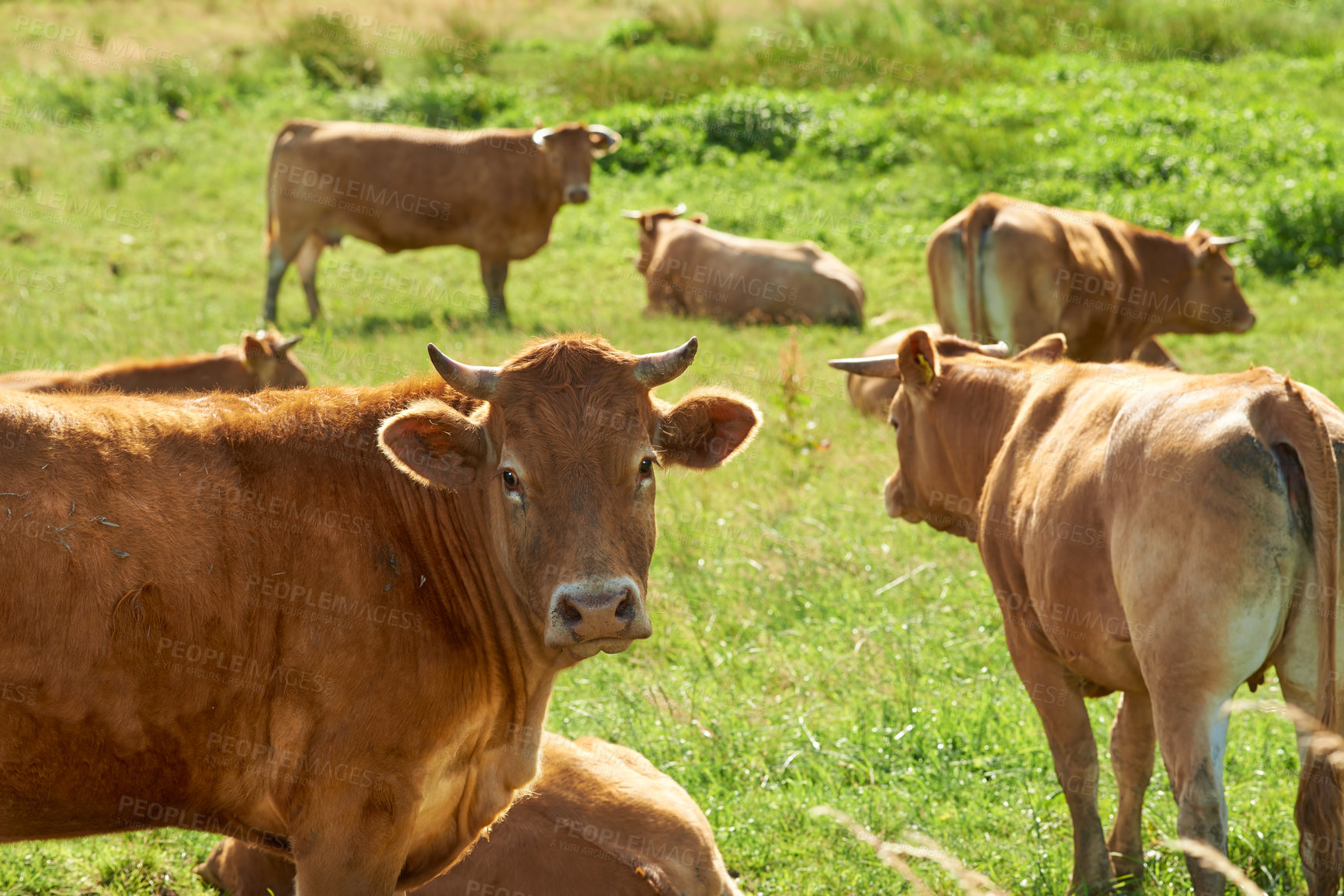 Buy stock photo A herd of cows grazing in the green pasture