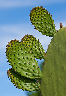 Buy stock photo A closeup image of thorny cacti