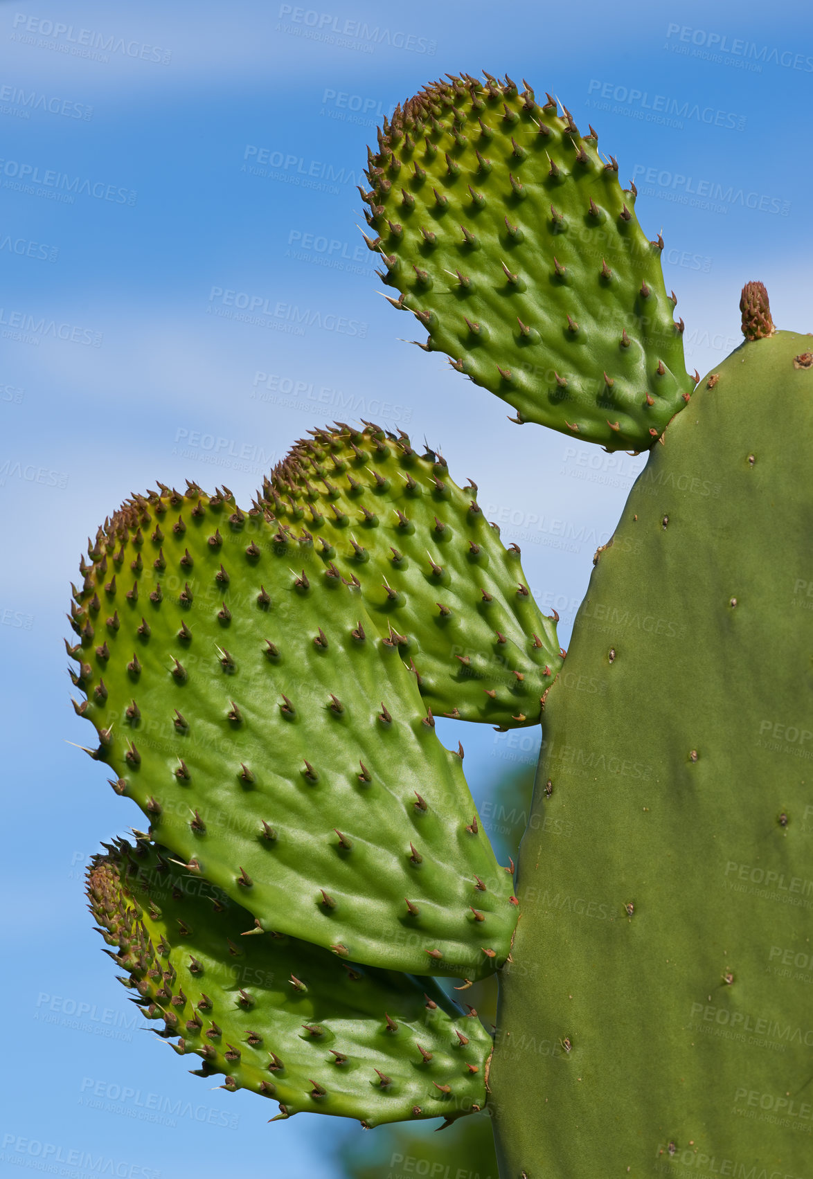 Buy stock photo A closeup image of thorny cacti