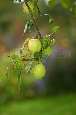 Buy stock photo Green apples, orchard and farm for agriculture, summer season and garden for countryside, tree and plant. Fruit, nature and leaf in outdoor, environment and nutrition in healthy organic harvest