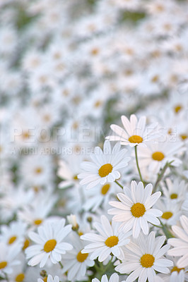 Buy stock photo Flowers, chamomile and field in garden closeup, environment and park in summer. Leaves, daises and plant at meadow in nature outdoor for growth, ecology and natural floral bloom in the countryside