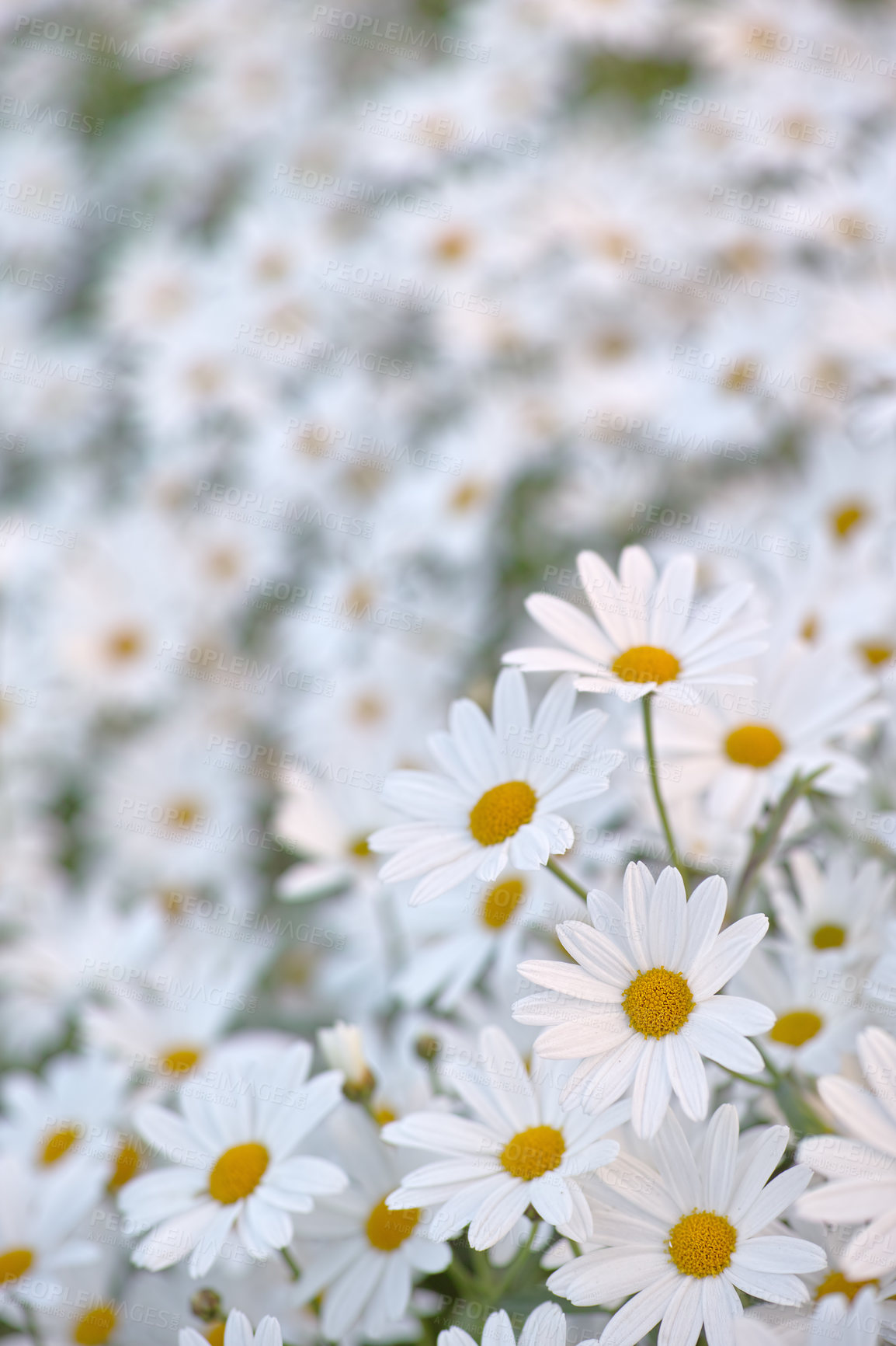 Buy stock photo Flowers, chamomile and field in garden closeup, environment and park in summer. Leaves, daises and plant at meadow in nature outdoor for growth, ecology and natural floral bloom in the countryside