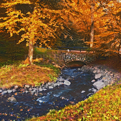 Buy stock photo Autumn, landscape and trees in river with bridge, woods and natural environment with leaves, plants and rock. Stream, water and forest with growth, sustainability and ecology with grass in Denmark