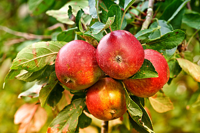 Buy stock photo Red apples, orchard and nature for agriculture, summer season and garden for countryside tree and plant. Fruit, farm and leaf in outdoor, environment and nutrition for healthy diet in organic harvest