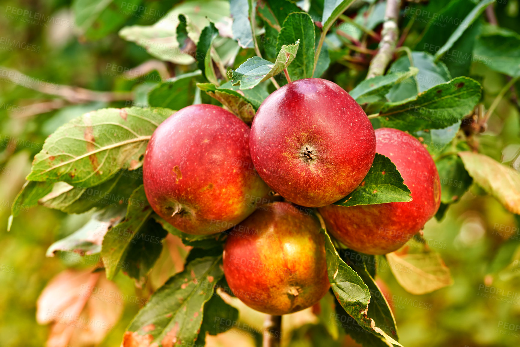 Buy stock photo Red apples, orchard and nature for agriculture, summer season and garden for countryside tree and plant. Fruit, farm and leaf in outdoor, environment and nutrition for healthy diet in organic harvest