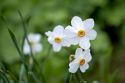 Buy stock photo Flower, daffodil and bloom in outdoors for nature, horticulture and conservation of meadow. Plants, calm and growth in sustainability of countryside, ecosystem and botany for environment on travel