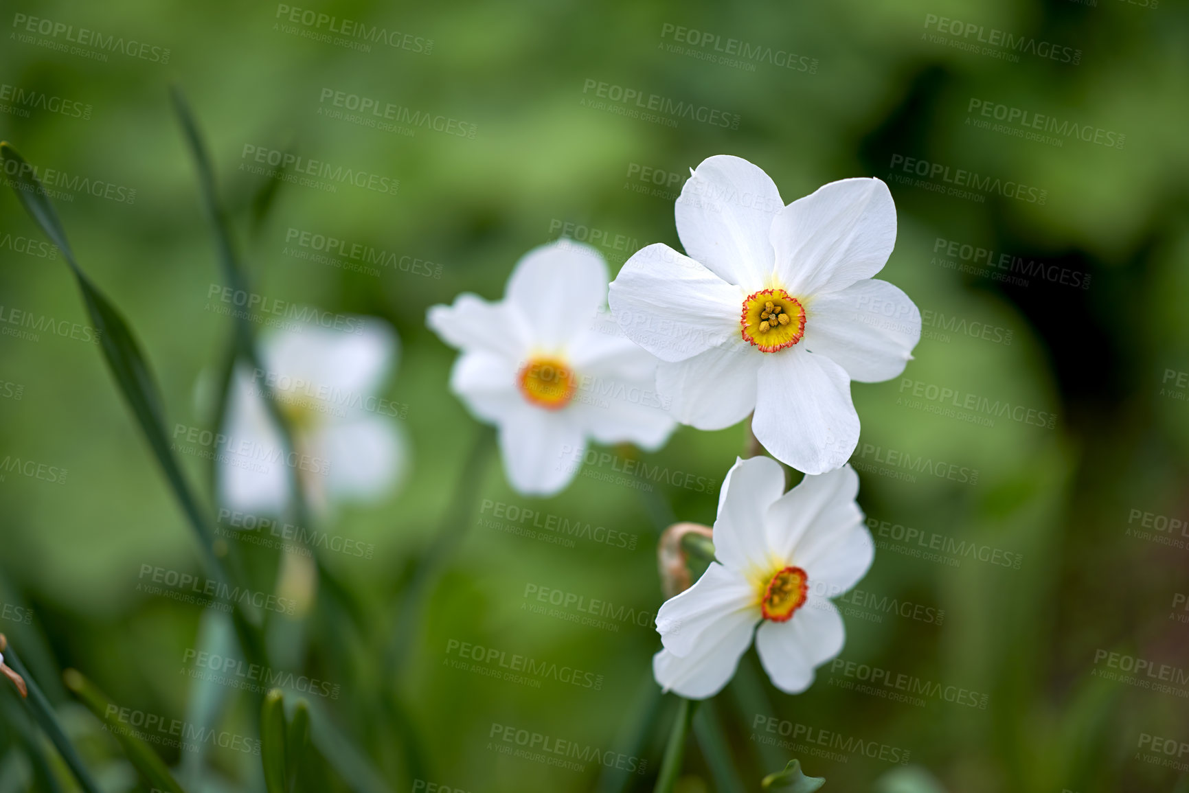 Buy stock photo Flower, daffodil and bloom in outdoors for nature, horticulture and conservation of meadow. Plants, calm and growth in sustainability of countryside, ecosystem and botany for environment on travel