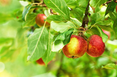 Buy stock photo Red apples, tree and farm for agriculture, summer season and garden for countryside orchard and plant. Fruit, nature and leaf in outdoor, environment and nutrition for healthy diet in organic harvest