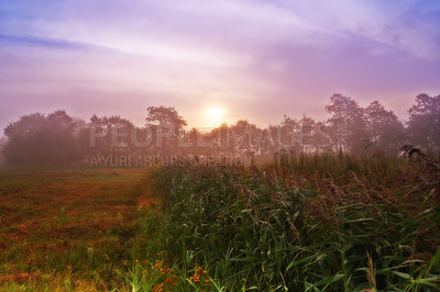 Buy stock photo Wheat field, grain and farm with sunrise or harvest production or small business for plant, growth or agriculture. Countryside, forest and mist in rural Thailand or summer nature, outdoor or travel