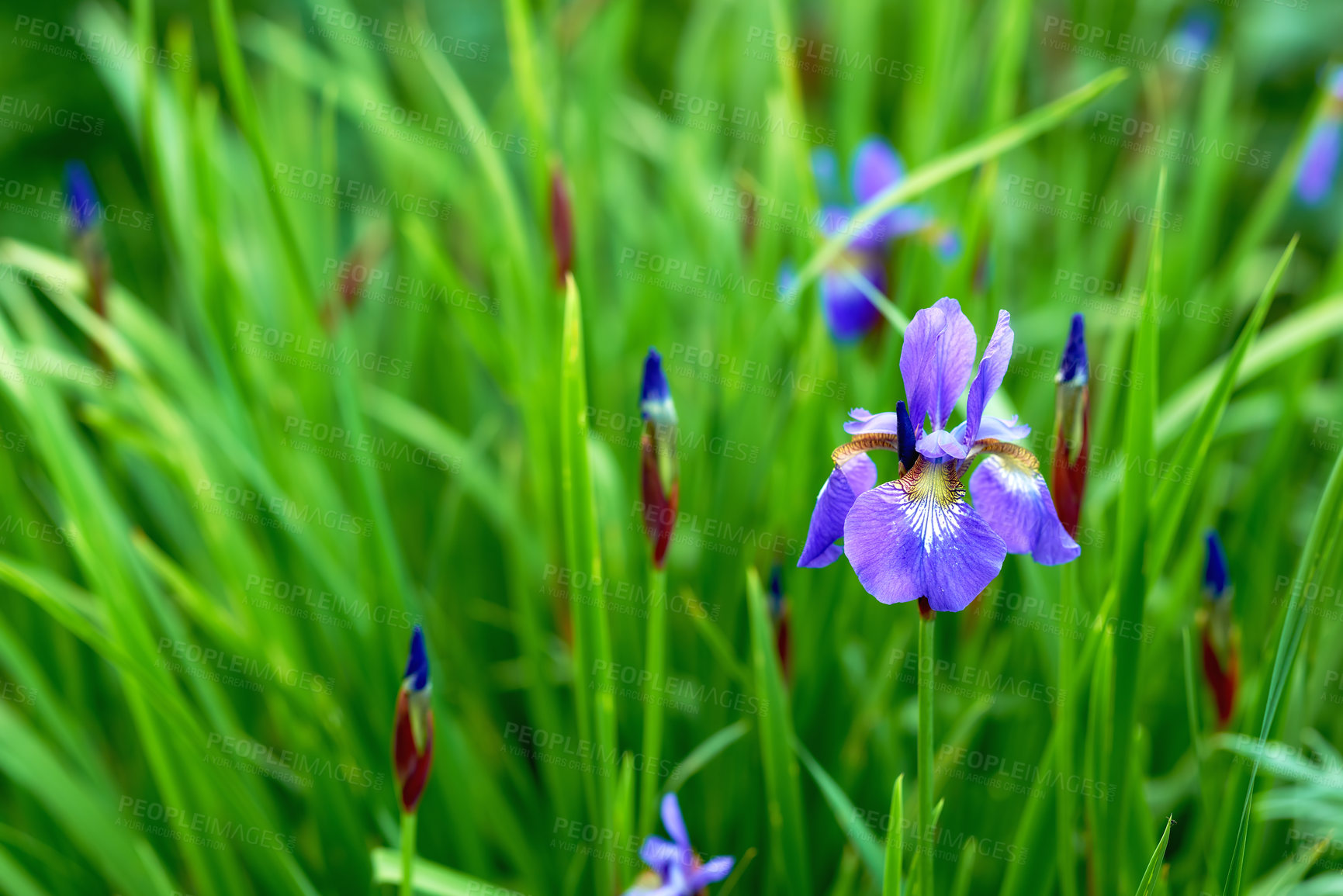 Buy stock photo Iris, countryside and grass with purple flower, plants and calm in nature with floral greenery outdoor. Leaves, bush and woods with bloom and wild garden in spring with no people and fresh vegetation