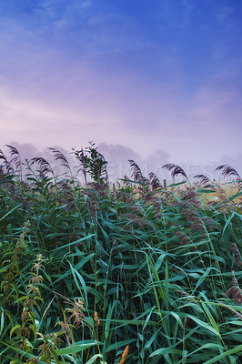 Buy stock photo Field, nature and plants with mist, fog and calm with countryside and landscape. farm, sky and ecology for growth, carbon capture and serenity with peaceful meadow and harvest with reeds and pasture