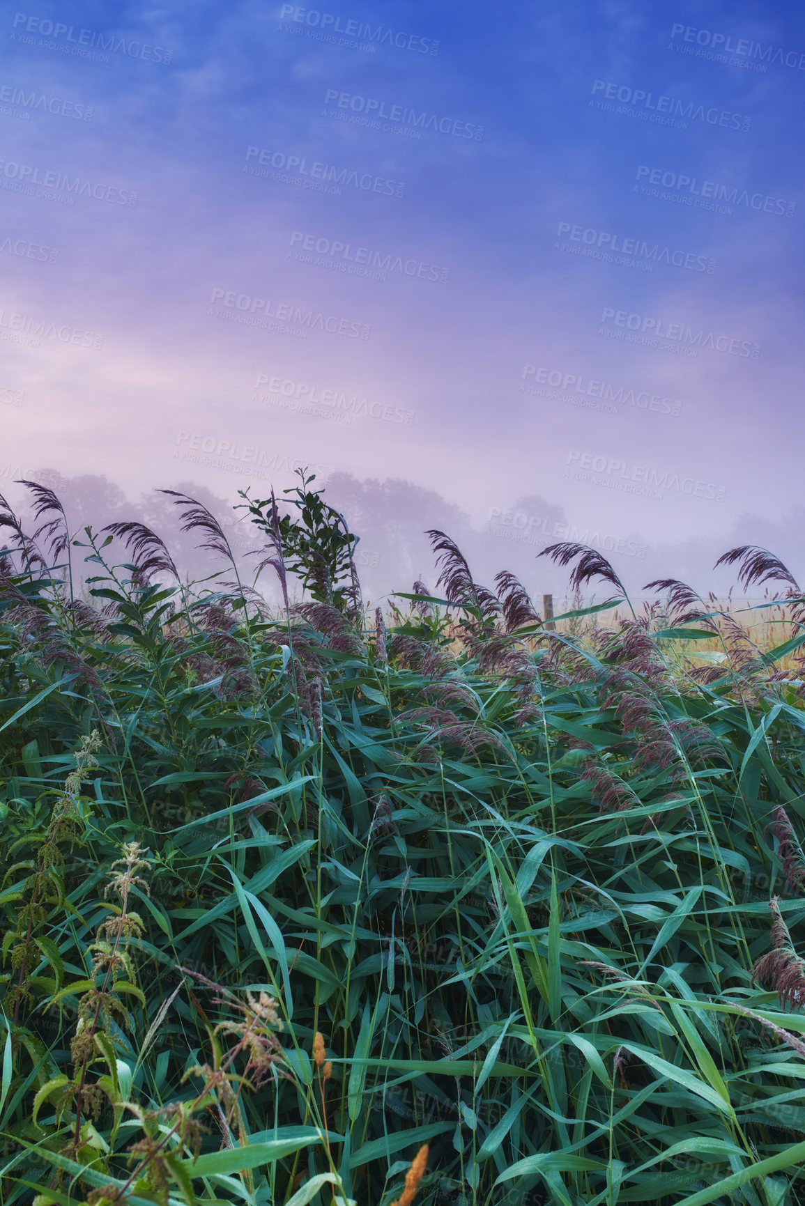 Buy stock photo Field, nature and plants with mist, fog and calm with countryside and landscape. farm, sky and ecology for growth, carbon capture and serenity with peaceful meadow and harvest with reeds and pasture