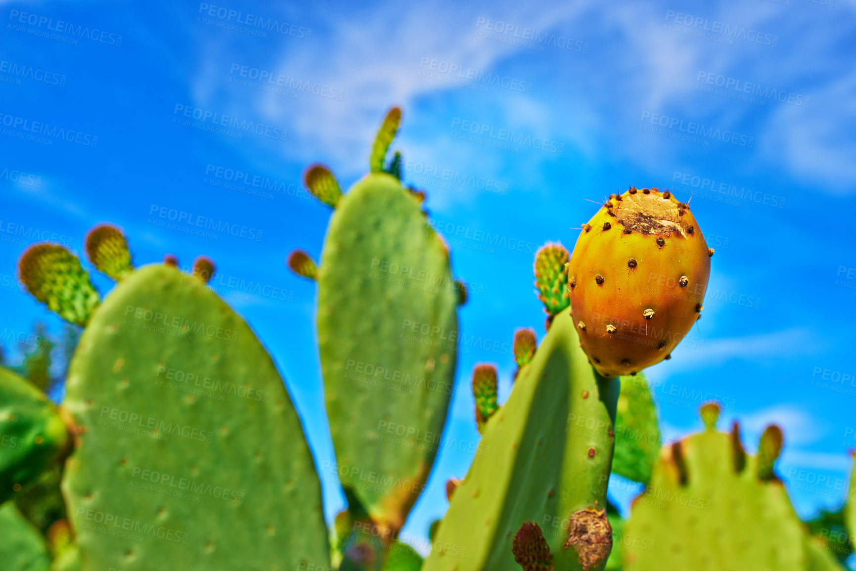 Buy stock photo A closeup image of thorny cacti