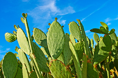 Buy stock photo A closeup image of thorny cacti