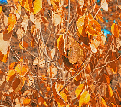 Buy stock photo Leaves, plants and autumn or branches in forest for fall weather in garden countryside, foliage or vegetation. Woods, nature and outdoor flora or growth in England park or closeup, spring or season