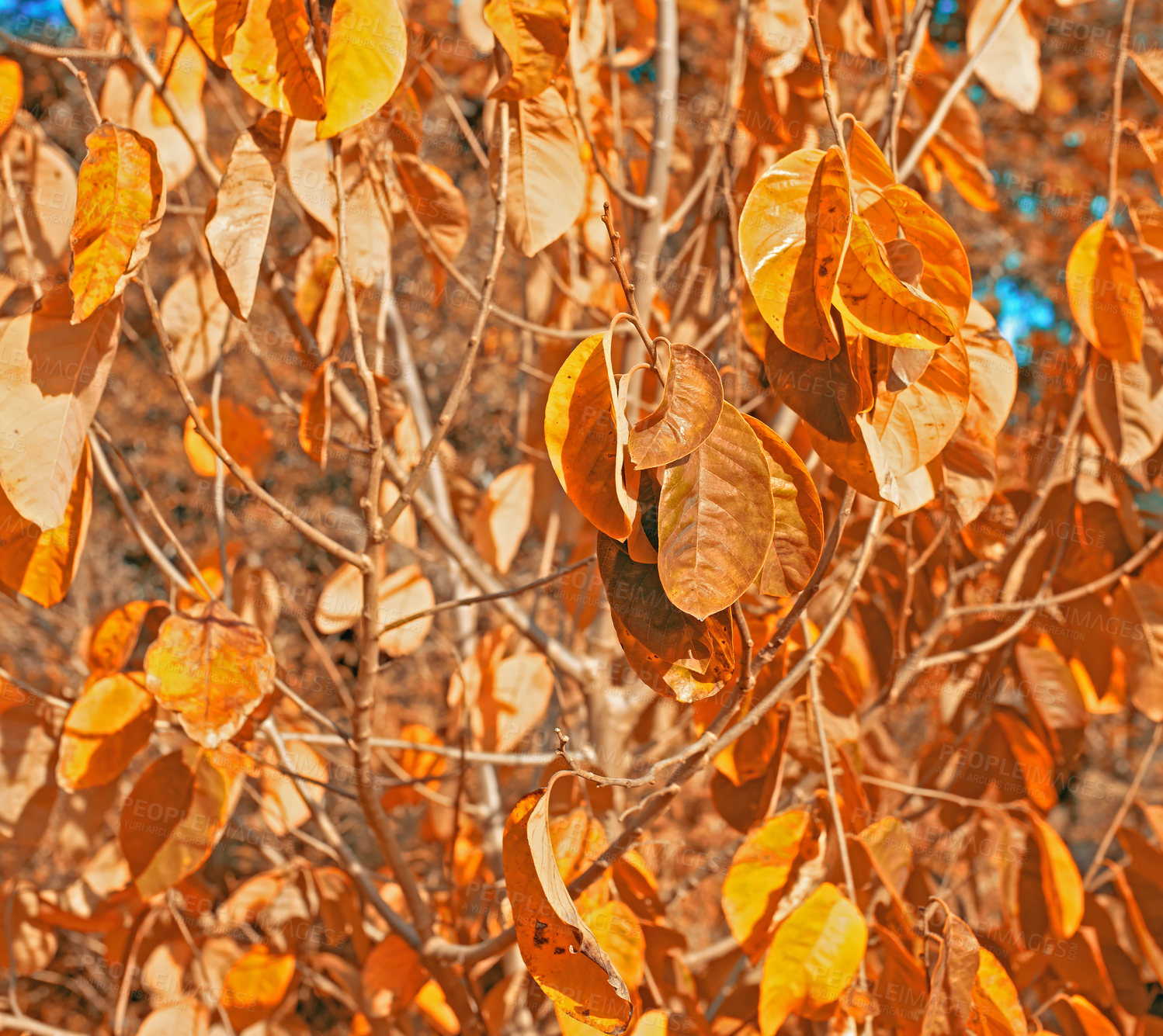 Buy stock photo Leaves, plants and autumn or branches in forest for fall weather in garden countryside, foliage or vegetation. Woods, nature and outdoor flora or growth in England park or closeup, spring or season