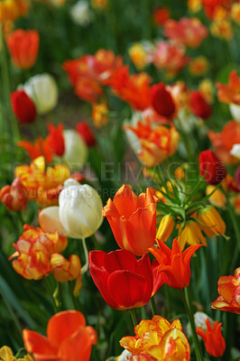 Buy stock photo Red, tulips and nature for garden or landscape of spring blossom, growth and plants in closeup or zoom. White and orange flowers or lily for natural background with color, greenery or meadow in park