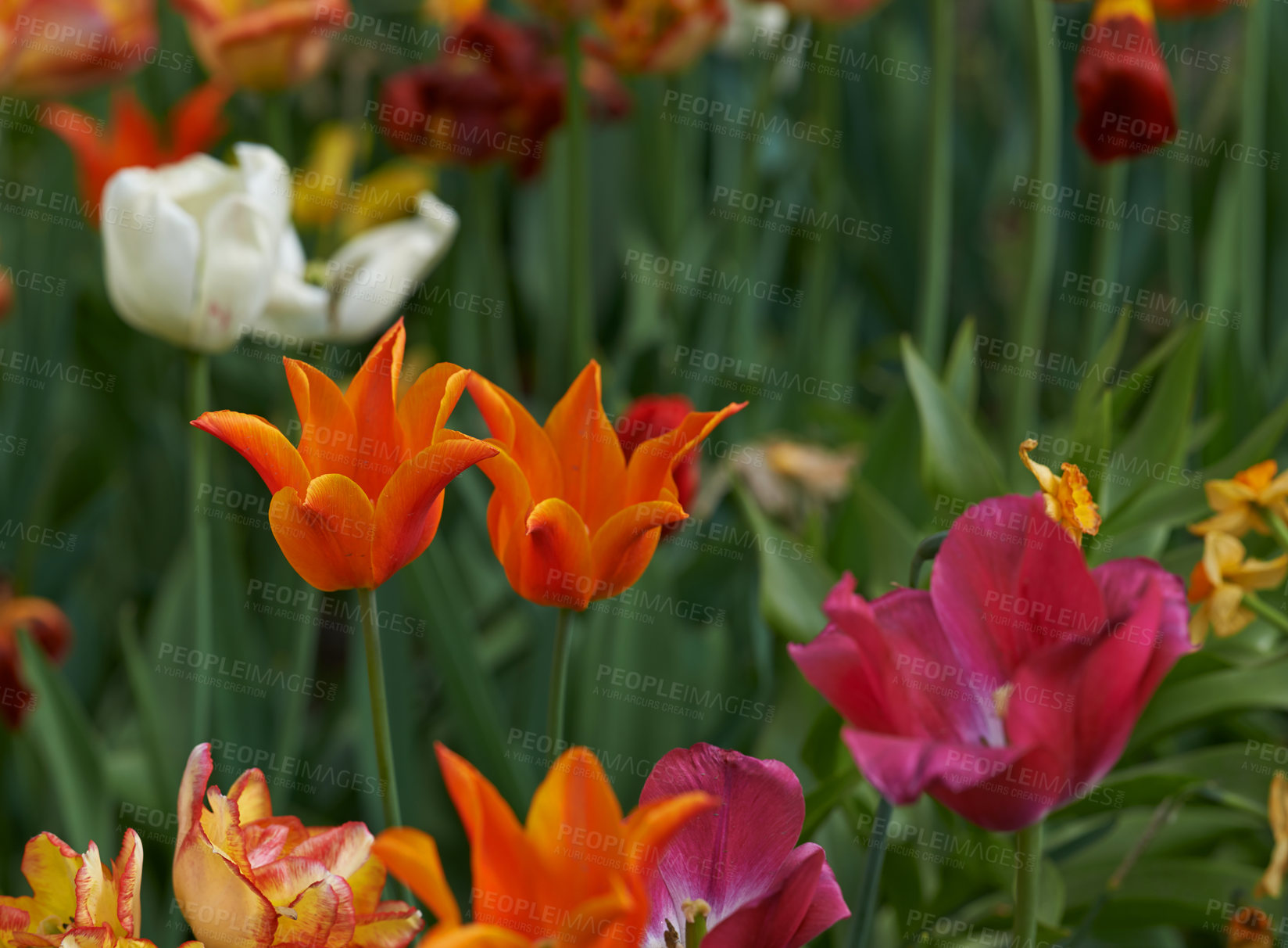 Buy stock photo Lily, countryside and garden tulip with flower, plants and grass in nature with floral greenery outdoor. Leaves, bush and woods with bloom and wild environment in spring with no people and forest