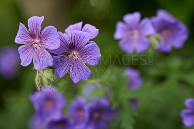 Buy stock photo Flower, cranesbill and bloom in outdoors for nature, horticulture and conservation of meadow. Plants, calm and growth in sustainability of countryside, ecosystem and botany for environment on travel