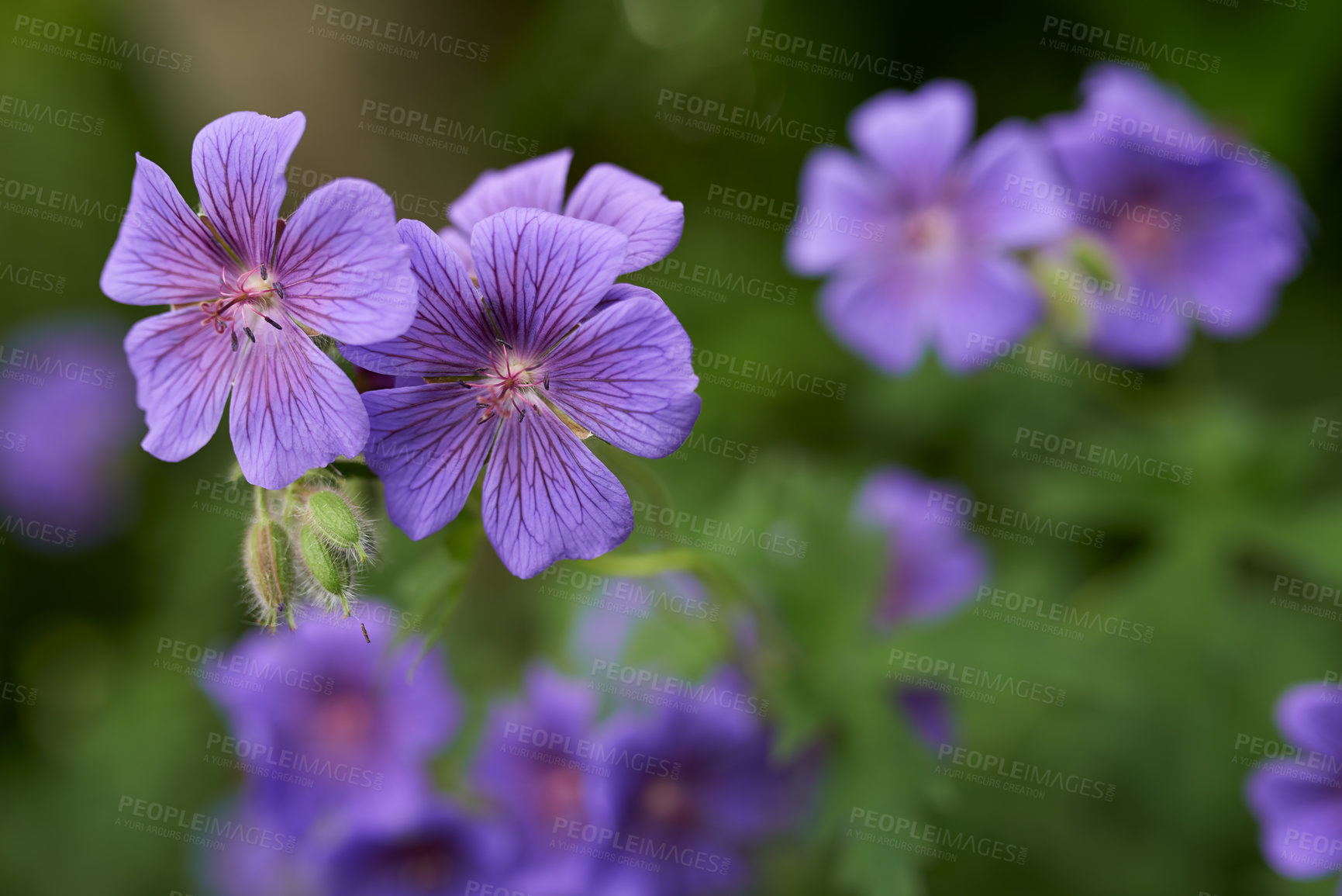 Buy stock photo Flower, cranesbill and bloom in outdoors for nature, horticulture and conservation of meadow. Plants, calm and growth in sustainability of countryside, ecosystem and botany for environment on travel