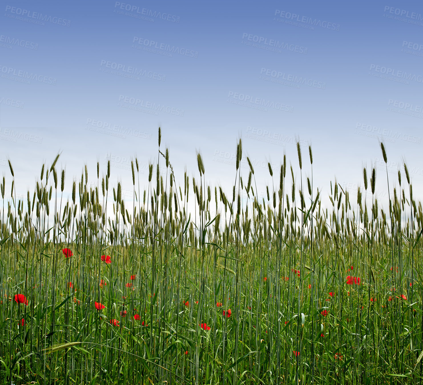 Buy stock photo Red, field or environment with grass for flowers, agro farming or sustainable growth in nature. Background, sky space or landscape of meadow, green lawn or natural pasture for wild poppy and ecology 