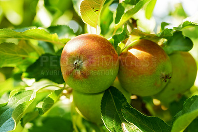 Buy stock photo Apple, tree and fruit closeup with leaves outdoor in farm, garden or orchard in agriculture or nature. Organic, food and farming in summer with sustainability for healthy environment and growth