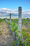 Wester Cape winelands