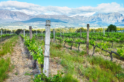 Buy stock photo Vineyard, agriculture and plants in field, environment and nature with greenery in outdoor countryside. Natural landscape, wine farming for sustainability and agro business in winelands with ecology