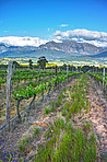 Winelands of the Western Cape