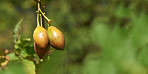 Ripening in the summer sun