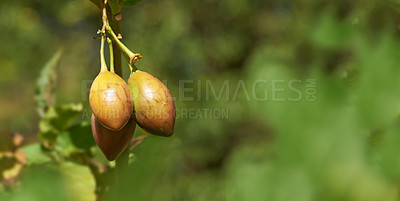 Buy stock photo Yellow marula fruit growing in a tree against a blurred green background. Unripe berries on a branch in spring. Closeup of a budding fruit tree ripening in an orchard in Southern Africa