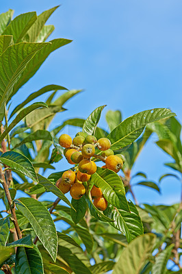 Buy stock photo Yellow berries growing in a tree against a bright blue sky. Unripe marula fruit on a green branch in spring. Closeup of a budding fruit tree in an orchard in South Africa used to produce alcohol