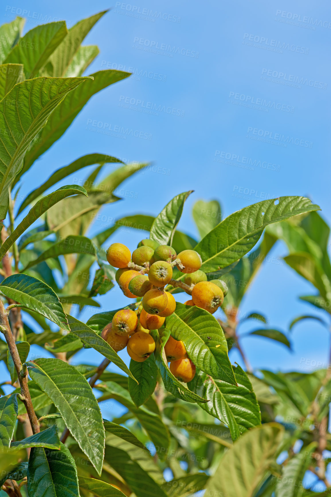 Buy stock photo Yellow berries growing in a tree against a bright blue sky. Unripe marula fruit on a green branch in spring. Closeup of a budding fruit tree in an orchard in South Africa used to produce alcohol