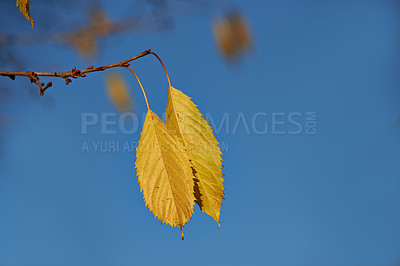 Buy stock photo Autumn, leaves and growth in outdoor nature, branch and ecology in countryside or sustainable environment. Plant, ecosystem and botanical garden and biology by blue sky, forest and foliage on tree