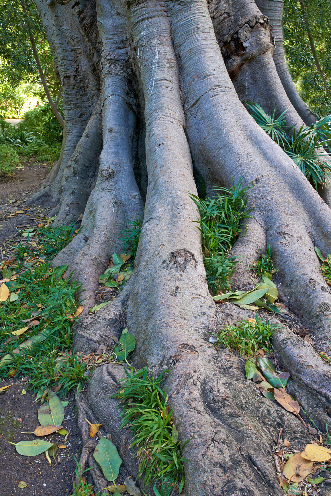 Buy stock photo Jungle, tree and bark of trunk in forest with leaves on ground in nature, park or woods with grass. Outdoor, environment and roots closeup with biodiversity in summer rainforest or countryside