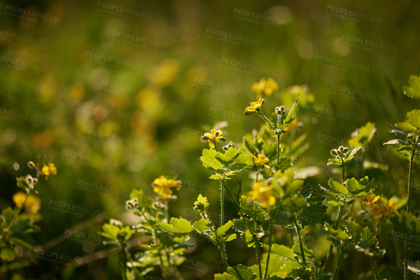 Buy stock photo Flower, poppy and ecology in outdoors for sustainability, horticulture and conservation of meadow. Plants, wild and growth in nature of countryside, ecosystem and botany for environment on travel