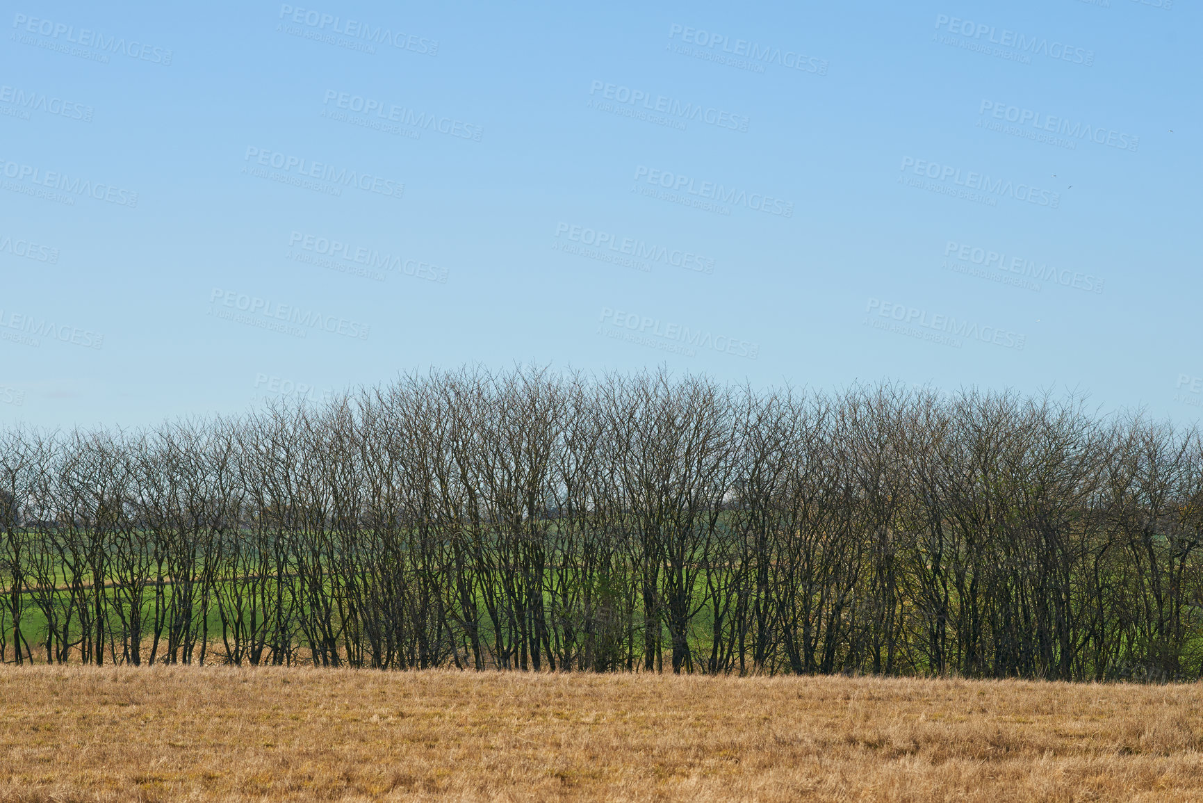 Buy stock photo Countryside, woods and trees with sunshine, blue sky and agriculture with growth or landscape. Empty, environment or fresh air with grass or natural with forest or eco friendly with ecology or summer