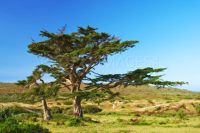 Buy stock photo Countryside, summer or trees with blue sky, environment or sustainability with growth or eco friendly. Empty, plants or fresh air with grass or nature with woods or sunshine with ecology or landscape