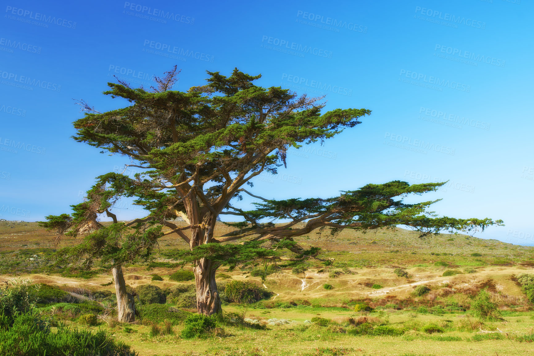 Buy stock photo Countryside, summer or trees with blue sky, environment or sustainability with growth or eco friendly. Empty, plants or fresh air with grass or nature with woods or sunshine with ecology or landscape