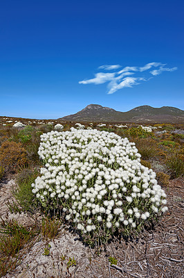 Buy stock photo Fynbos, wildflower and sky with mountain and plant on ground for grow on landscape with grass and bush. Environment, nature and earth in summer for eco, sustainability and botanical in South Africa