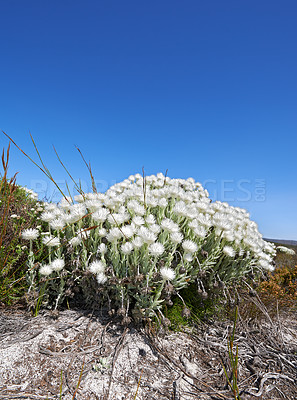 Buy stock photo White flowers, growth and bush in nature on a blue sky background for travel, adventure and explore outdoor. Indigenous plants, Fynbos wildflower and landscape on field in South Africa with mock up