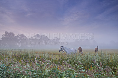 Buy stock photo Horses, group and field in nature, farm and mist for grazing, eating and freedom together in morning. Horse farming, sustainable ranch and landscape with space, sky background and outdoor in fog