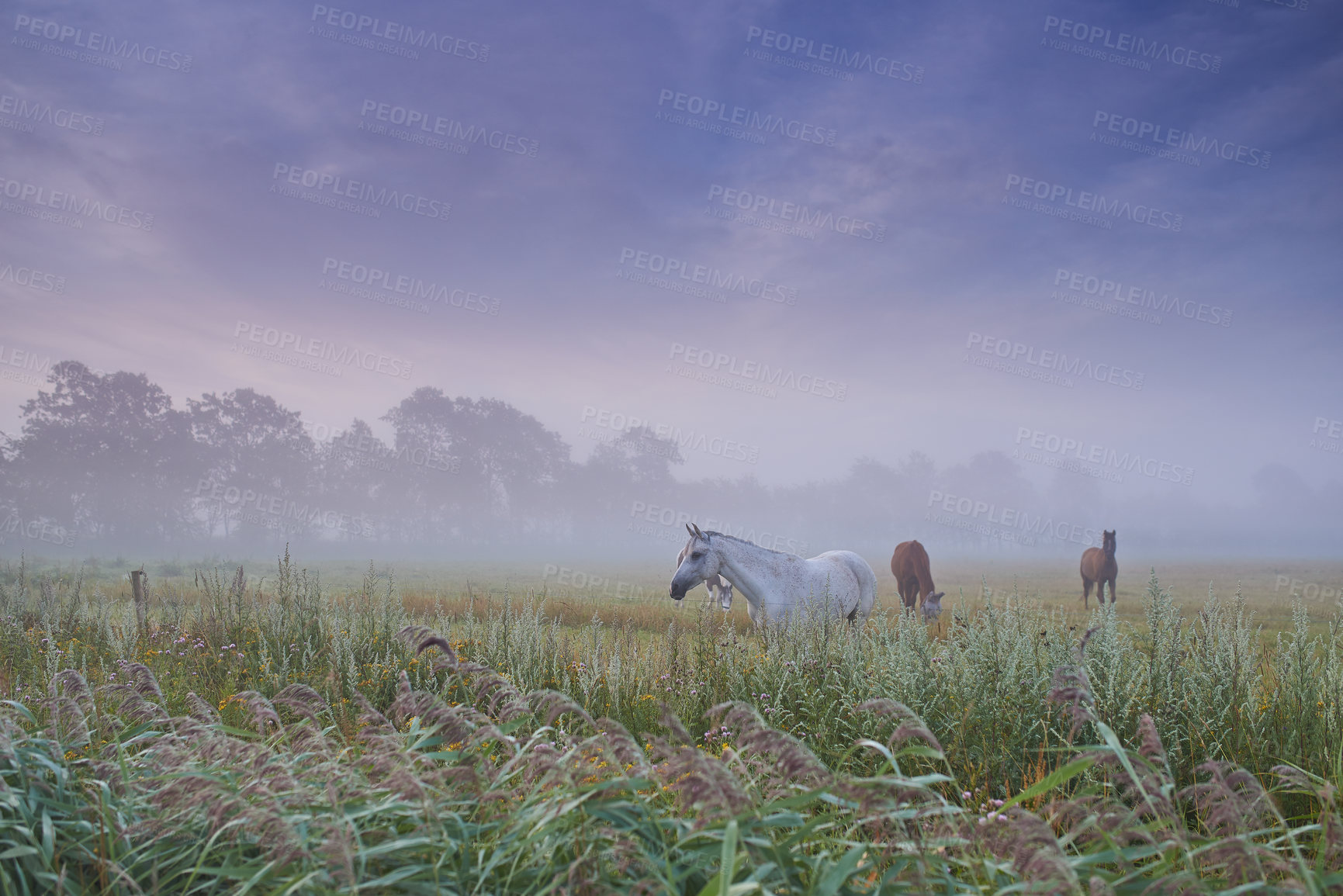 Buy stock photo Horses, group and field in nature, farm and mist for grazing, eating and freedom together in morning. Horse farming, sustainable ranch and landscape with space, sky background and outdoor in fog