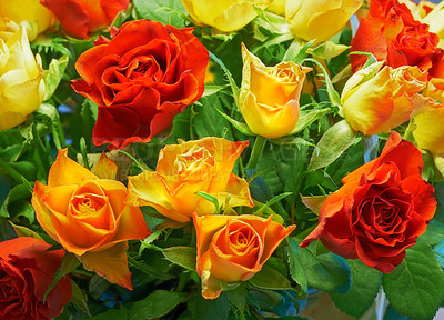 Buy stock photo Roses, bouquet and garden or nature for spring with blossom, growth and plants in closeup or zoom. Colorful, red and yellow flowers with green leaves for natural background for romance, love or gift