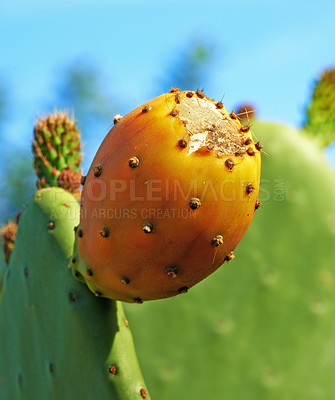 Buy stock photo Outdoors, plant and prickly pear cactus in desert, sustainable environment and peaceful ecosystem. Nature, closeup and native succulent or leaves in Hawaii,  garden and botany in forest or woods