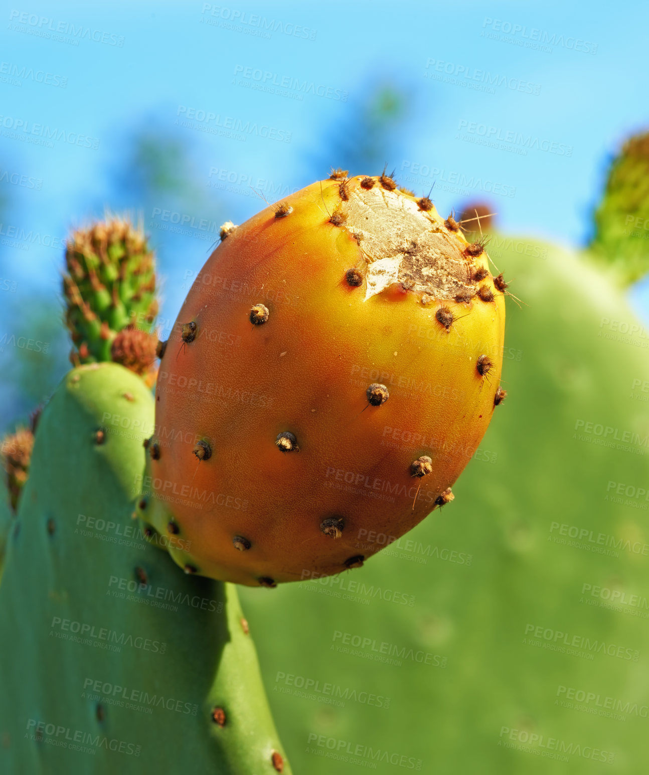 Buy stock photo Outdoors, plant and prickly pear cactus in desert, sustainable environment and peaceful ecosystem. Nature, closeup and native succulent or leaves in Hawaii,  garden and botany in forest or woods