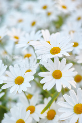 Buy stock photo Flowers, field and daisies in garden, environment and park in summer with closeup. Leaves, chamomile and plants at meadow in nature outdoor for growth, ecology and floral bloom in the countryside