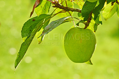 Buy stock photo Apple, tree and leaves on orchard in nature, outdoor for agriculture and sustainability with food for nutrition. Growth, environment and fruit farm, harvest and crops for wellness in countryside