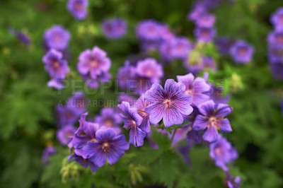 Buy stock photo Purple, flowers and garden or landscape for spring with blossom, growth and plants for green outdoor. Beautiful, vibrant and colorful geranium or himalayan cranes bill for background in park or field